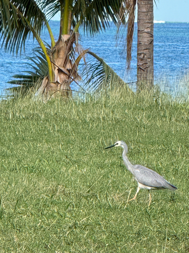 White-faced Heron