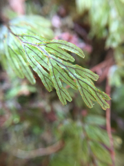 Hymenophyllum lanceolatum