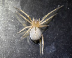 Cheiracanthium inclusum