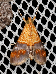 Tetracona amathealis