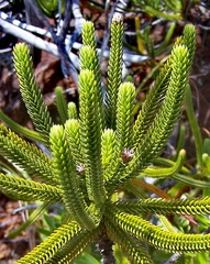 Callitris pancheri