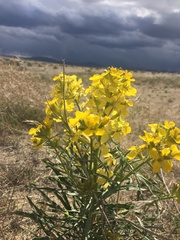 Erysimum asperum