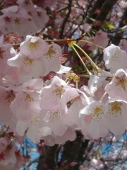 Prunus serrulata