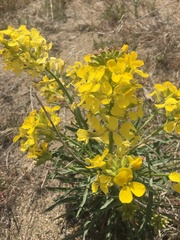 Erysimum asperum