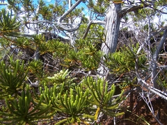 Callitris pancheri