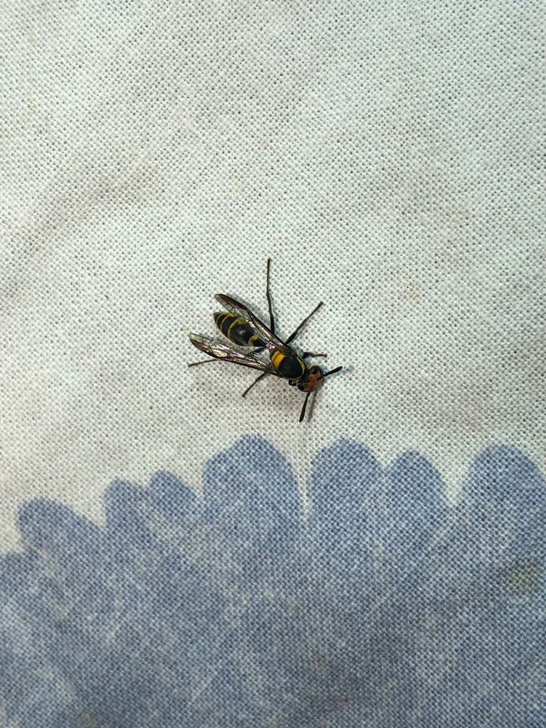 Polybia erythrothorax