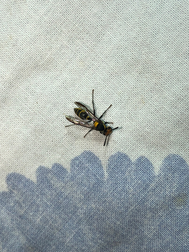 Polybia erythrothorax