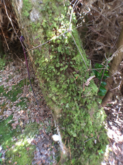 Hymenophyllum lanceolatum