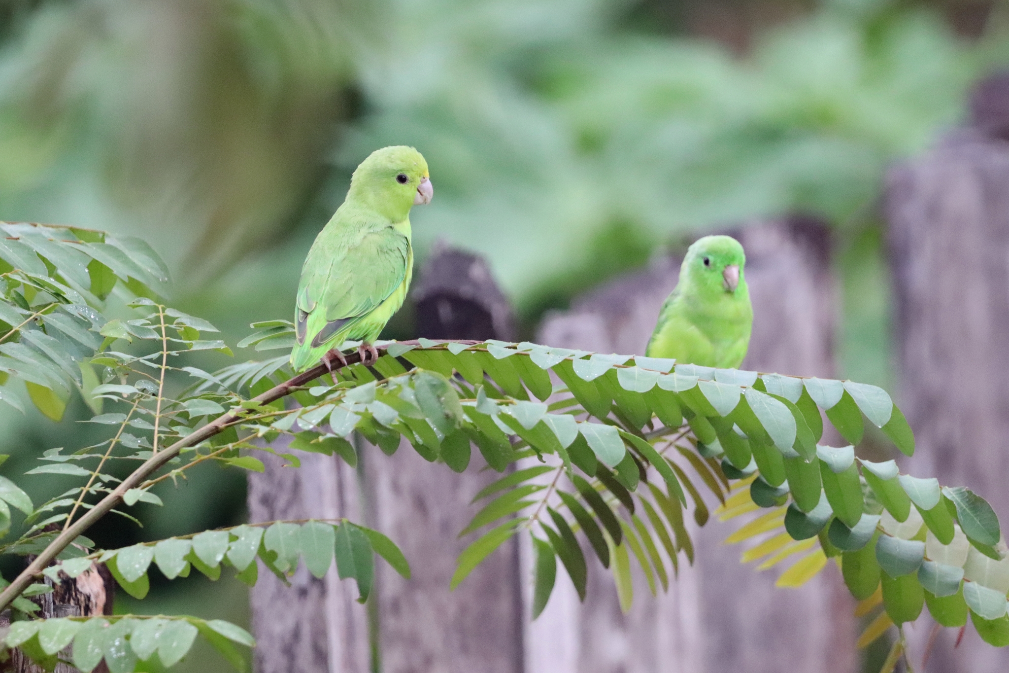 Green-rumped Parrotlet (Forpus passerinus), photo 1