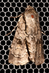 Turnerinycta phaeocosma