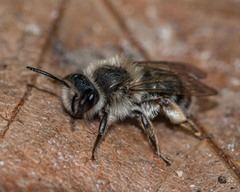 Andrena frigida