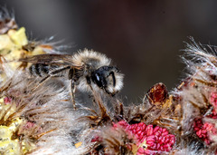 Andrena frigida