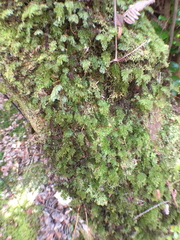 Hymenophyllum lanceolatum