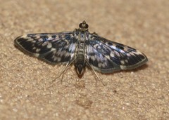 Rhimphalea sceletalis