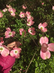 Cornus florida rubra