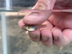 Mosquitofish photo 3