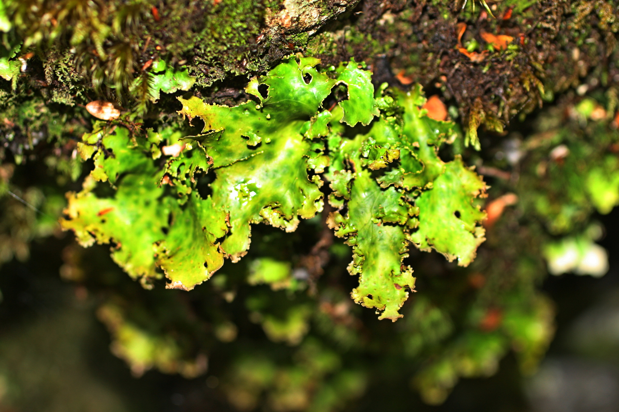 Sticta filix image