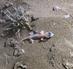 Pachydactylus rangei