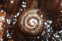 Punctoidea