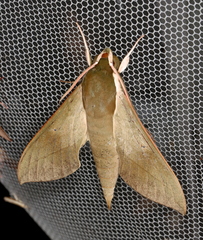 Theretra indistincta