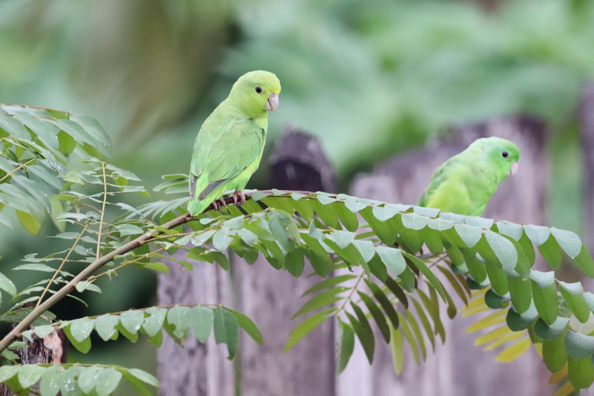 Green-rumped Parrotlet (Forpus passerinus), photo 2