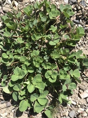 Trifolium repens