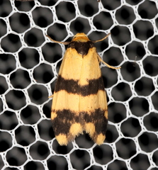 Thallarcha chrysochares