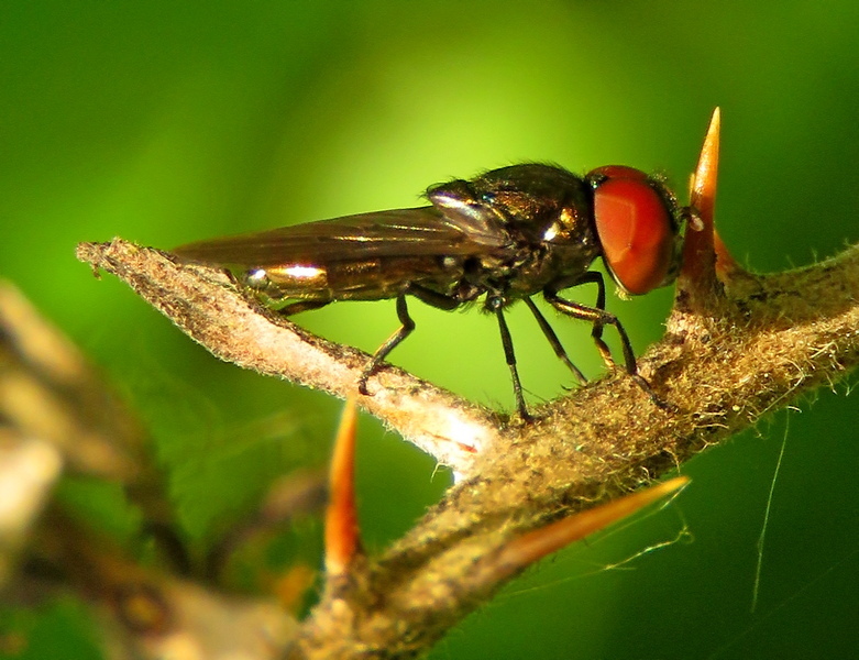 Chrysogaster virescens