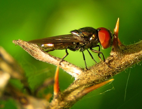 Chrysogaster virescens