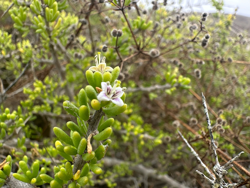 Lycium californicum, photograph 6