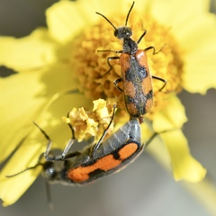 Eupompha elegans