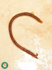 Haplotaxida