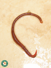 Haplotaxida