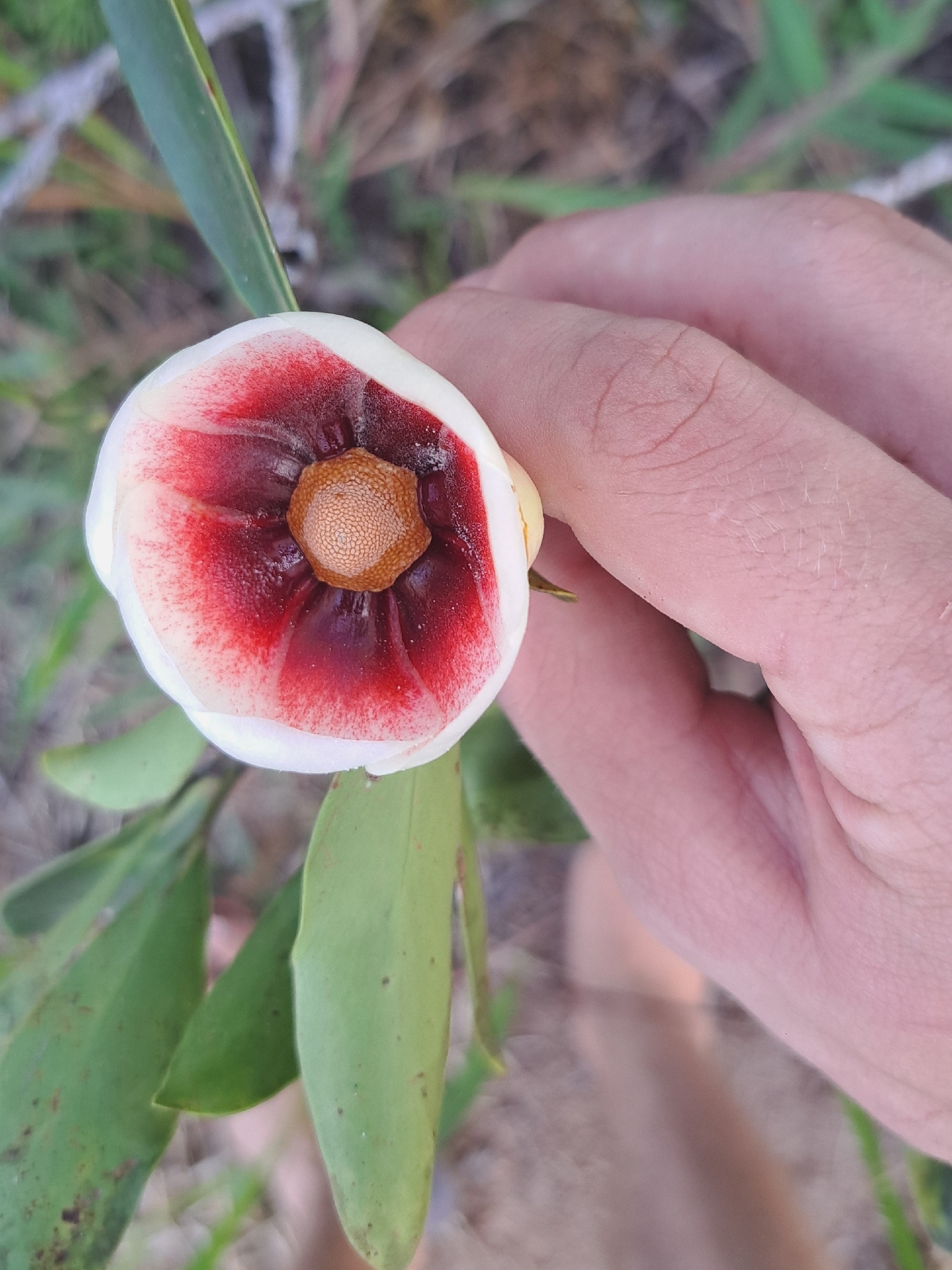 Imagem de Clusia lanceolata