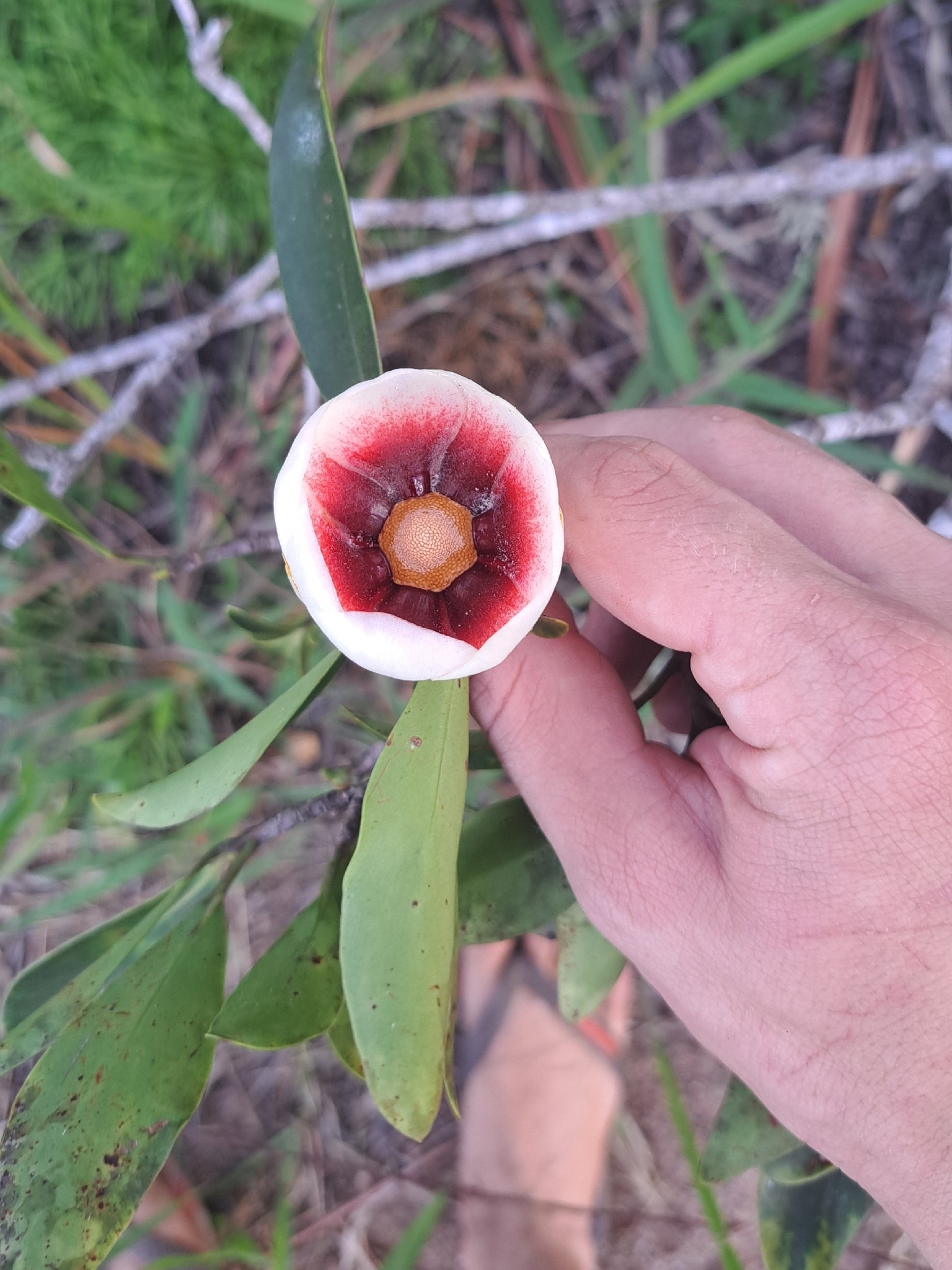 Imagem de Clusia lanceolata