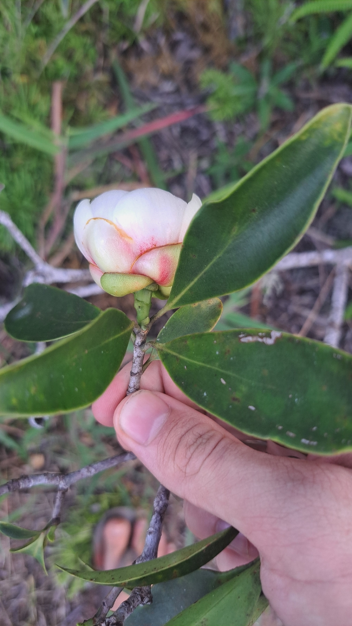 Imagem de Clusia lanceolata