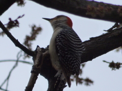Melanerpes carolinus