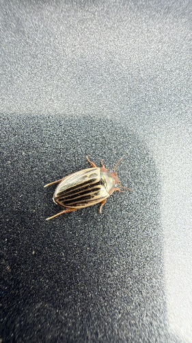 Disintegrated Diving Beetle