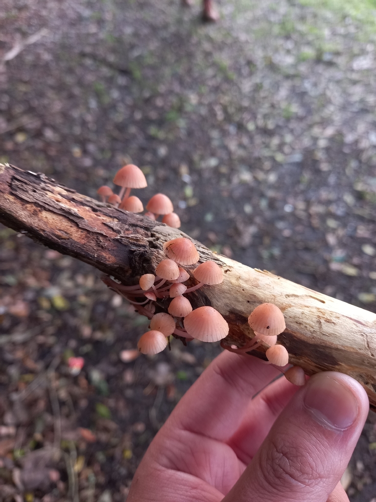 Mycena haematopus · May 2026 · photo: © amoxiconclav (iNaturalist, cc-by)