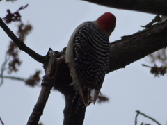 Melanerpes carolinus