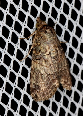 Lophoptera hemithyris