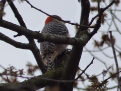 Melanerpes carolinus