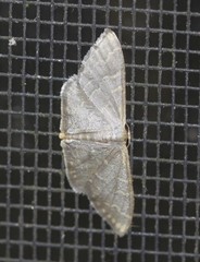 Idaea coercita