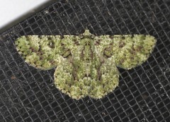 Aeolochroma hypochromaria