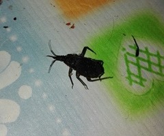 Triatoma