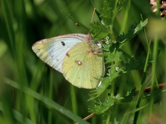 Colias hyale