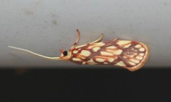 Lactura panopsia