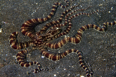 Thaumoctopus mimicus