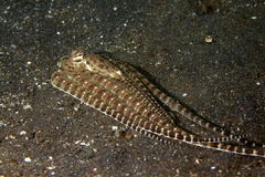 Thaumoctopus mimicus