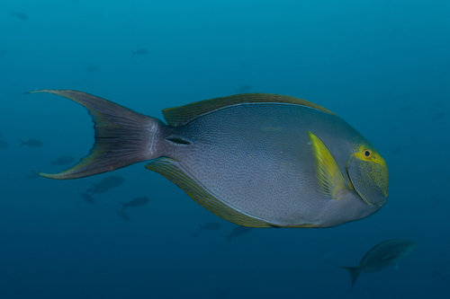 Acanthurus xanthopterus
